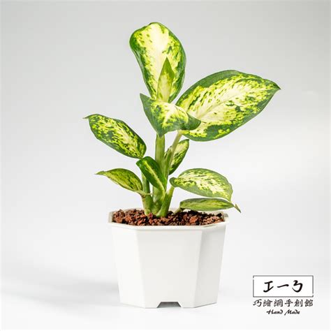 花葉萬年青開花|花葉萬年青 Dieffenbachia seguine｜家居植